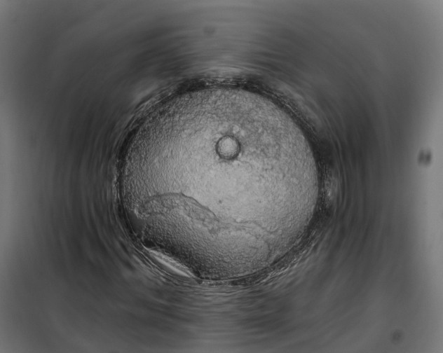 X0000100500964200806201711