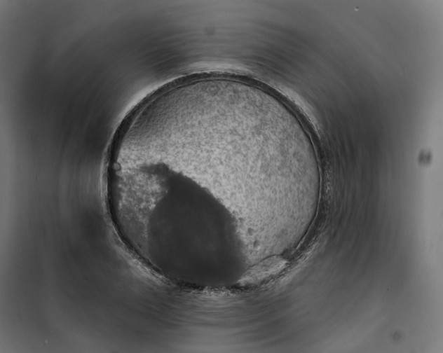 X0000100500983200806201711