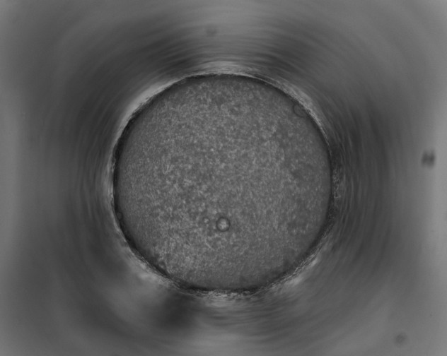 X0000100500987200806201711