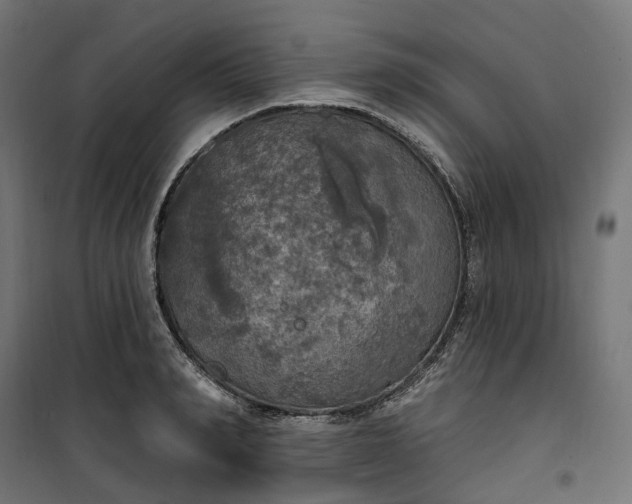 X0000100500990200806201711