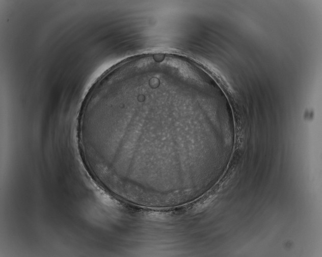 X0000100501086200806201709