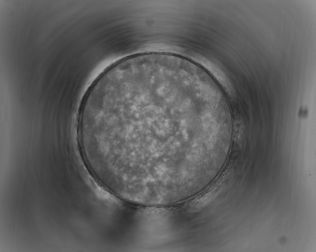 X0000100501094200806201709