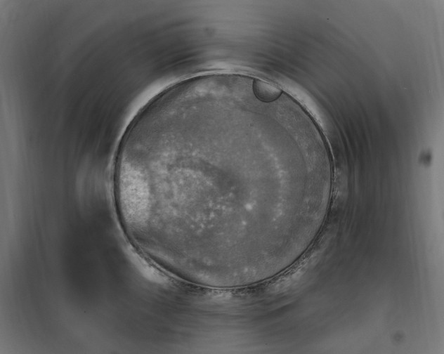 X0000100501098200806201709