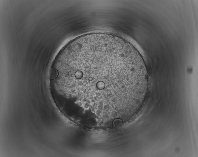 X0000100501099200806201709