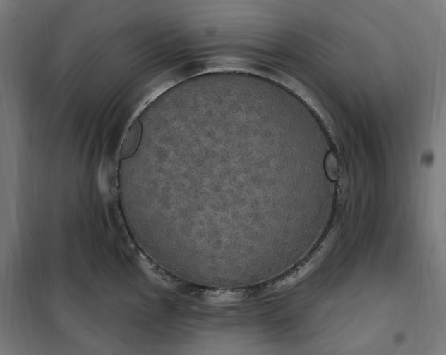 X0000100501145200806201709