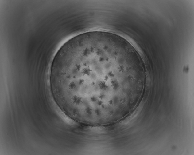 X0000100501246200806201708