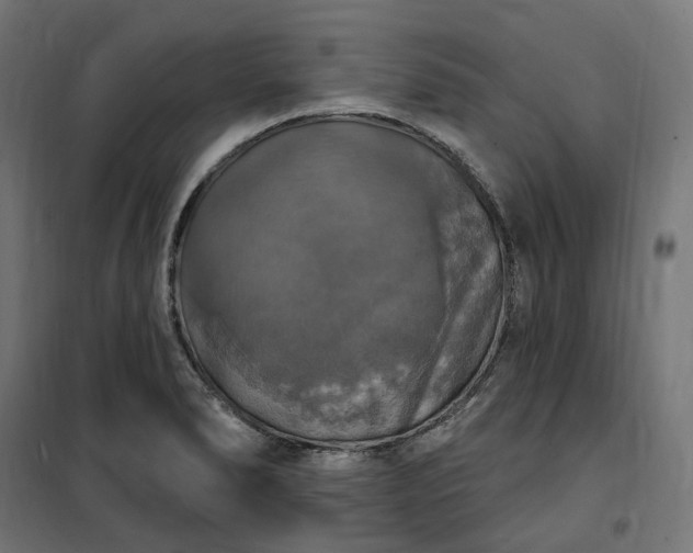 X0000100501278200806201707