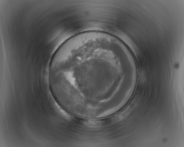 X0000100501290200806201707