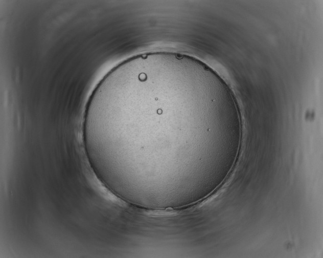 X0000100501296200806201706