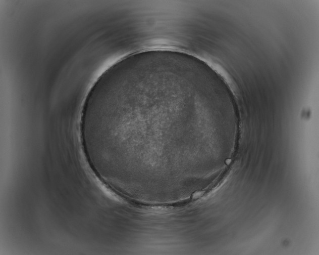 X0000100501333200806201706