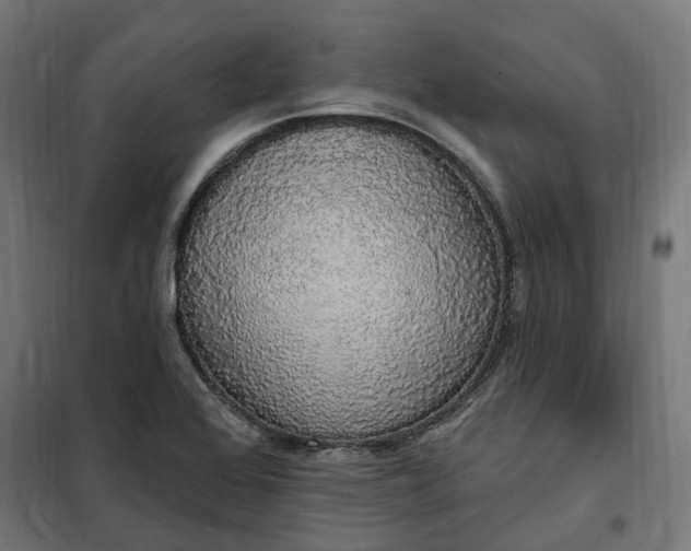 X0000100501368200806201705