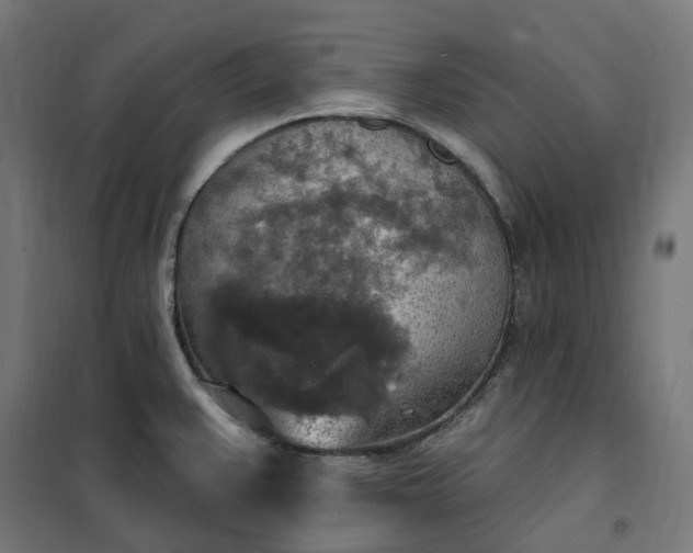 X0000100501383200806201705