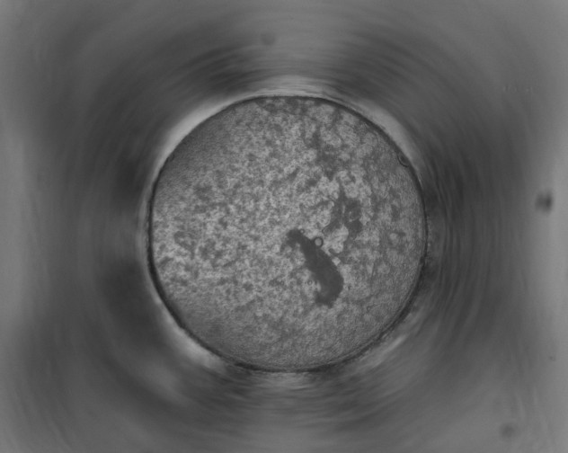 X0000100501387200806201705