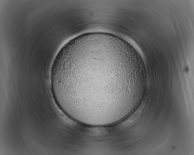 X0000100501388200806201705