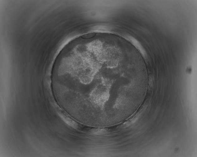 X0000100501435200806201705