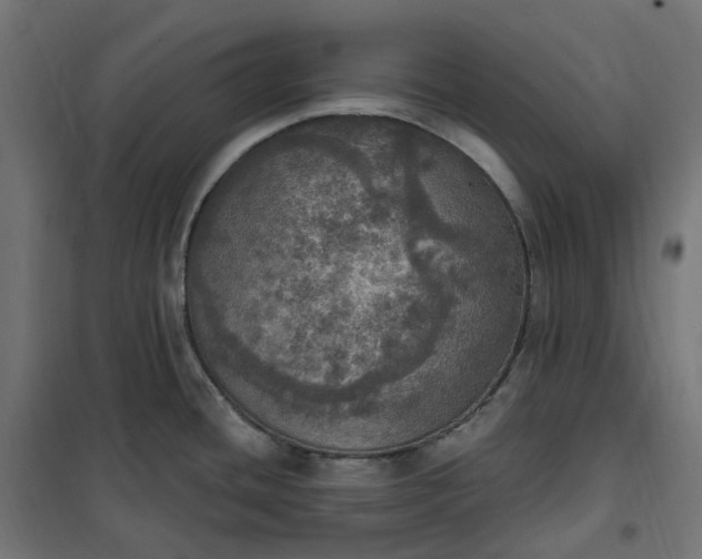 X0000100501436200806201705