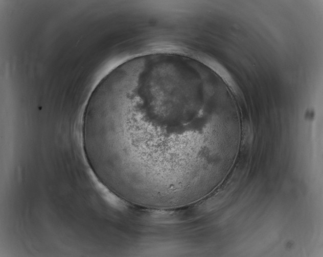 X0000100501439200806201705