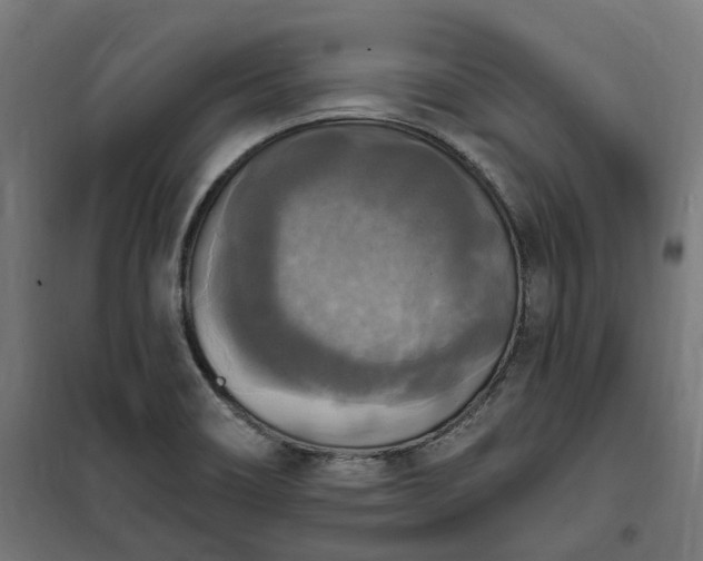 X0000100501466200806201704