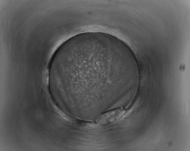 X0000100501509200806201703