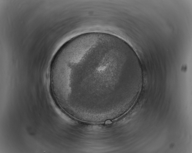 X0000100501515200806201703