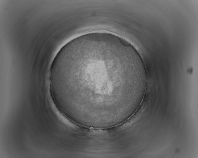 X0000100501526200806201703