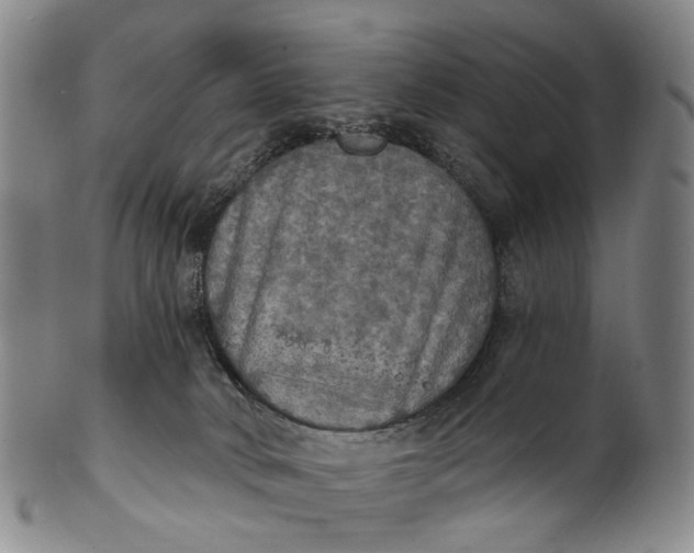 X0000100500034200806271309