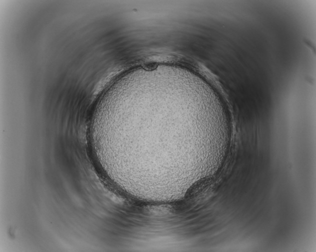 X0000100500106200806271308