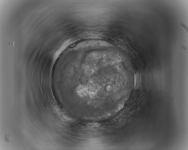 X0000100500195200806271306