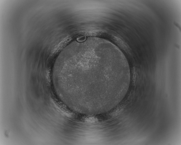 X0000100500258200806271305