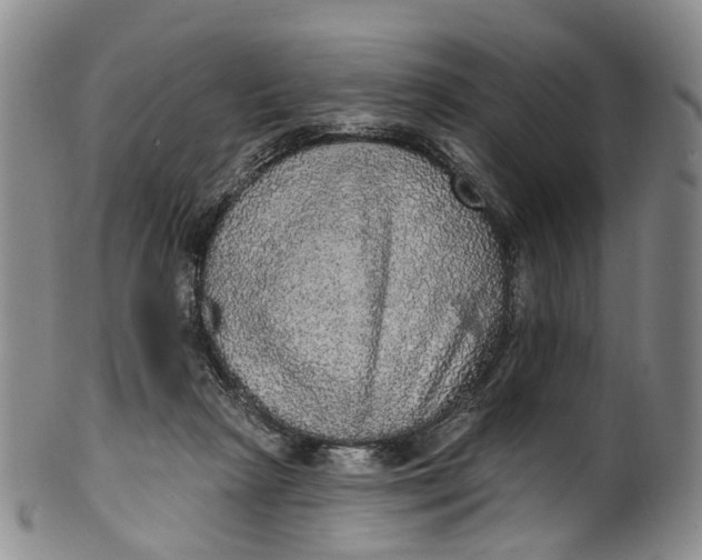 X0000100500265200806271305