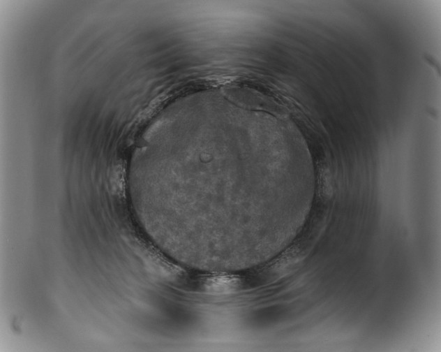 X0000100500274200806271305