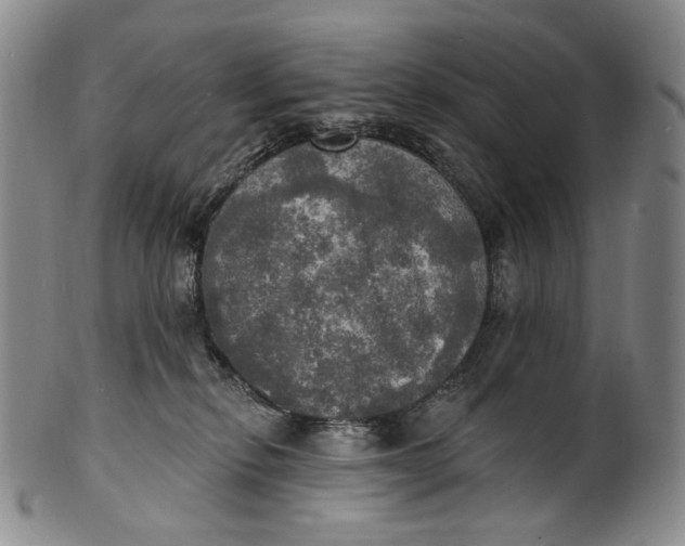 X0000100500278200806271306