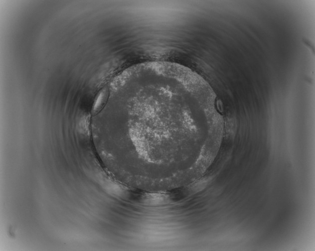 X0000100500286200806271306