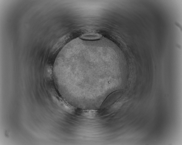 X0000100500288200806271306