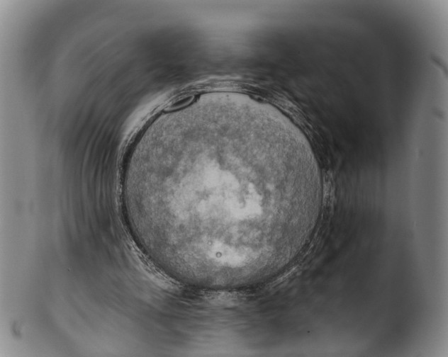 X0000100500293200806271305