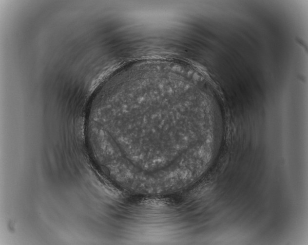 X0000100500299200806271305