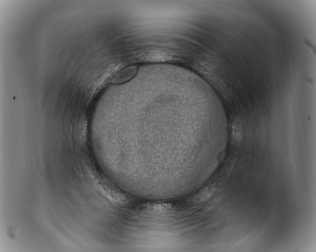 X0000100500304200806271305