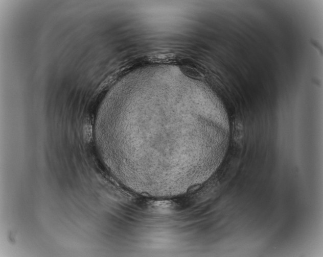 X0000100500324200806271305