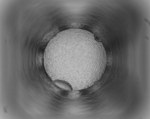 X0000100500334200806271304