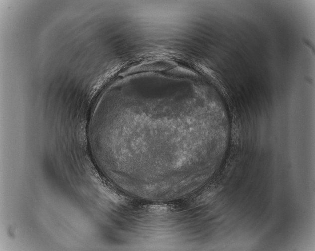 X0000100500394200806271303