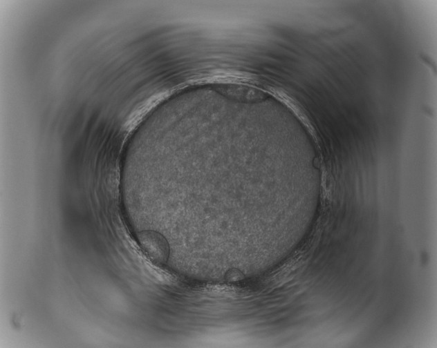 X0000100500437200806271302