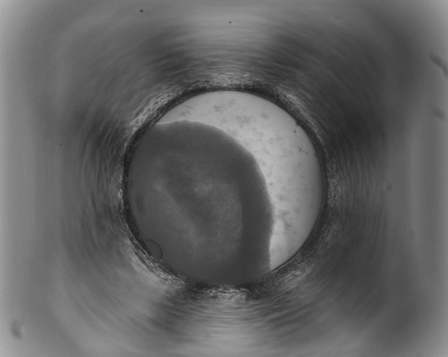 X0000100500443200806271302