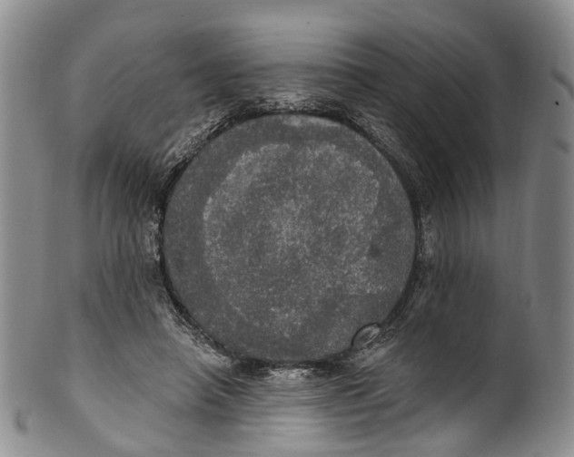 X0000100500450200806271302