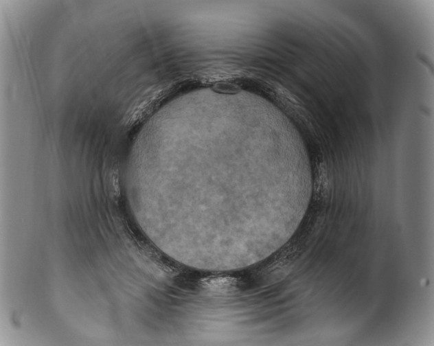 X0000100500452200806271302