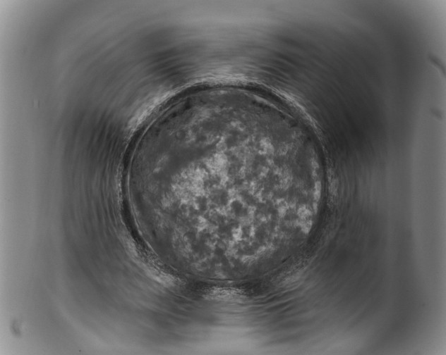 X0000100500487200806271302