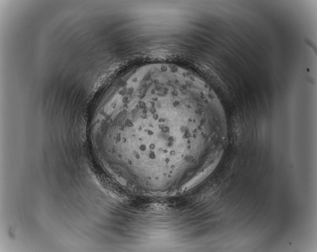 X0000100500496200806271302