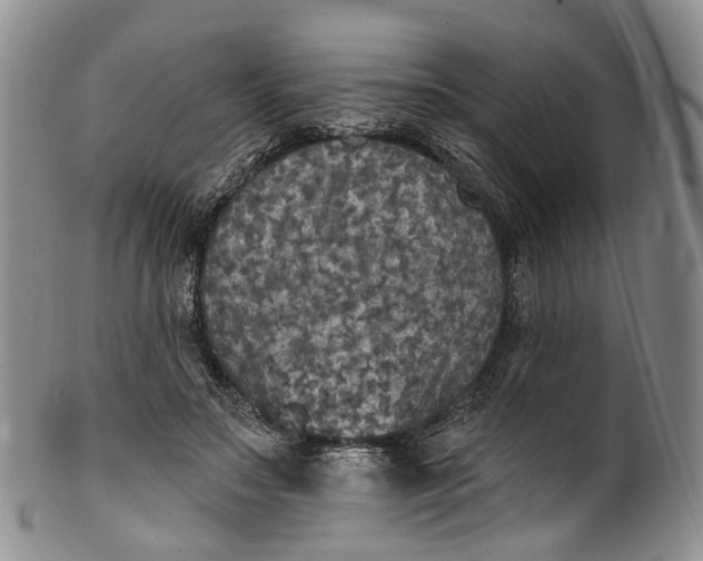 X0000100500499200806271302