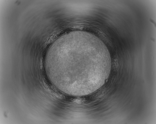 X0000100500504200806271302