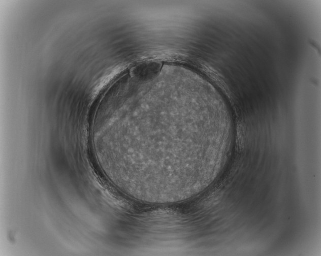 X0000100500578200806271301