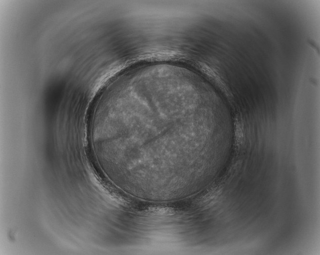 X0000100500582200806271301